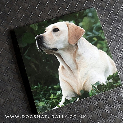 Labrador (Yellow) Magnetic Note Pad Square